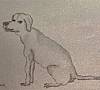 hund magnus sitzend